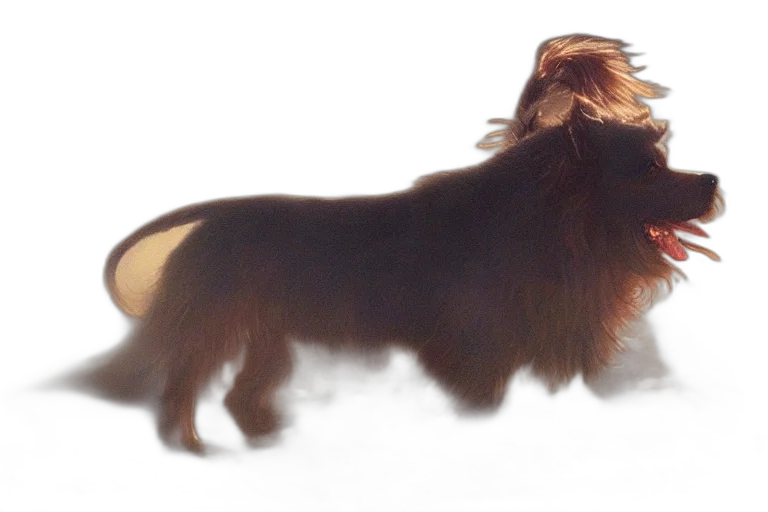 hair, animal, creature, staff transparent PNG cut-out
