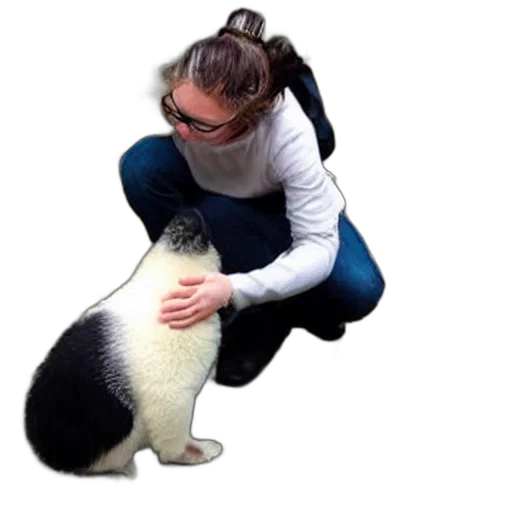 animal, creature, staff, photo transparent PNG cut-out