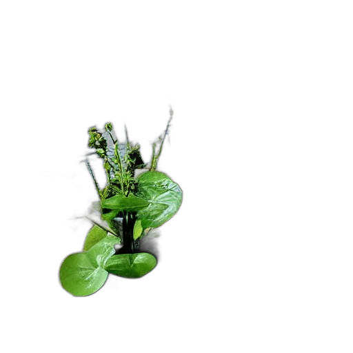 flower, crown, staff, jewelry, 3d render, photorealistic, concept art, green transparent PNG cut-out