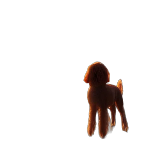 hair, creature, animal, staff transparent PNG cut-out