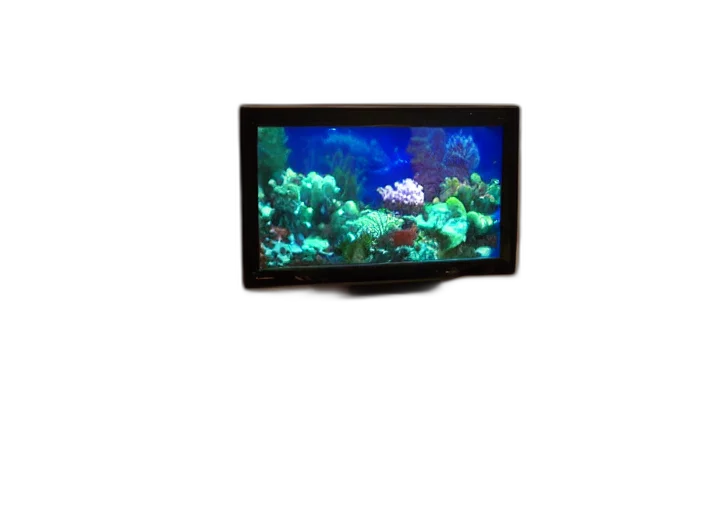animal, underwater, couch, bottom transparent PNG cut-out