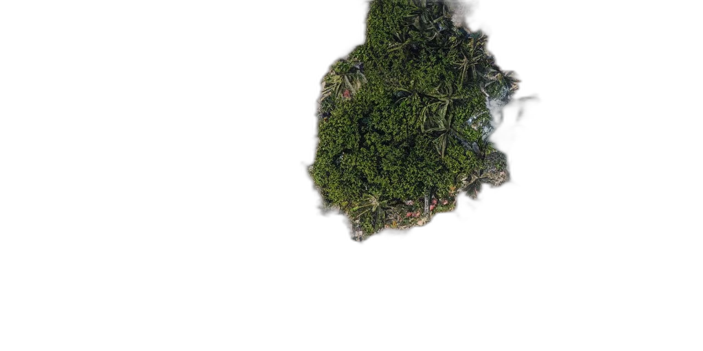 tree, crown, dragon, hair transparent PNG cut-out
