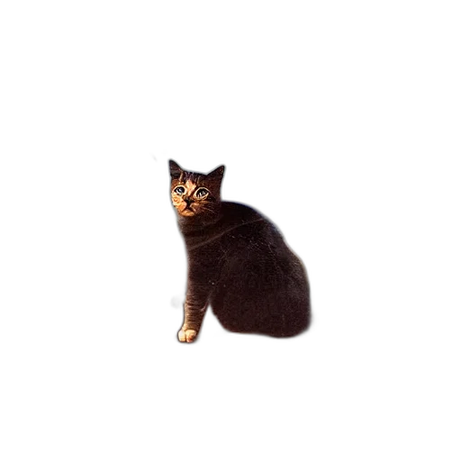 animal, creature, staff, hat transparent PNG cut-out