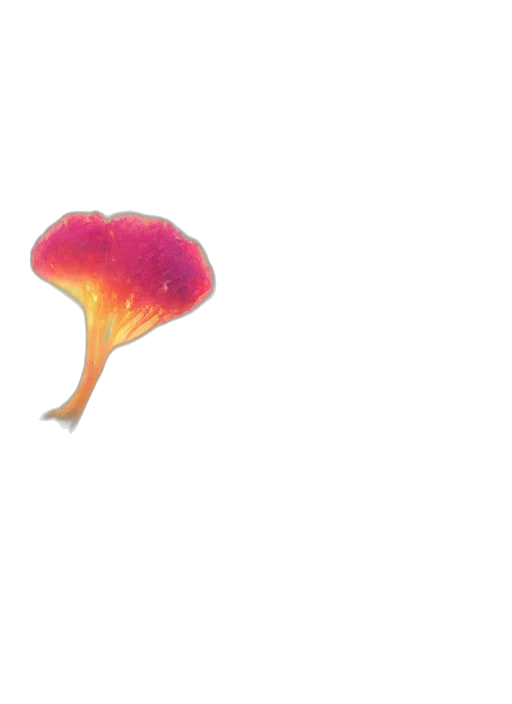 flower, hair, crown, hat transparent PNG cut-out