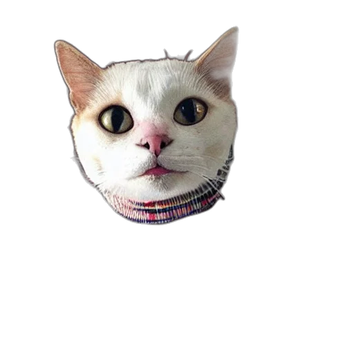 animal, face, jewelry, staff transparent PNG cut-out