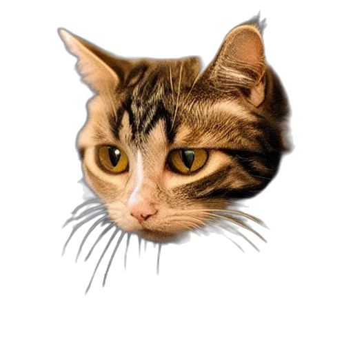 animal, face, creature, staff transparent PNG cut-out