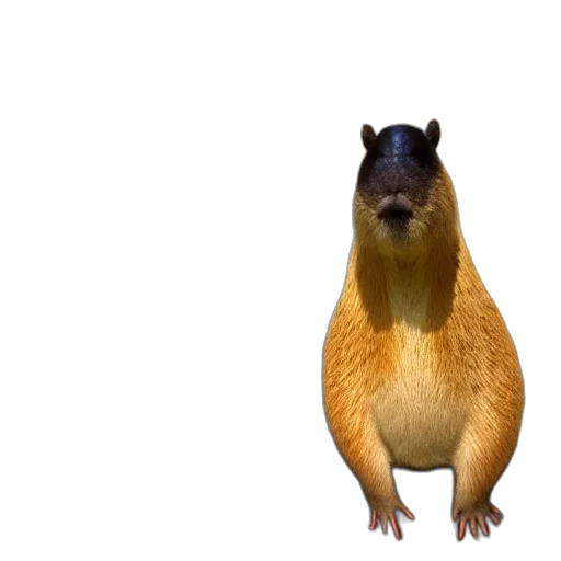 animal, creature, hat, food transparent PNG cut-out