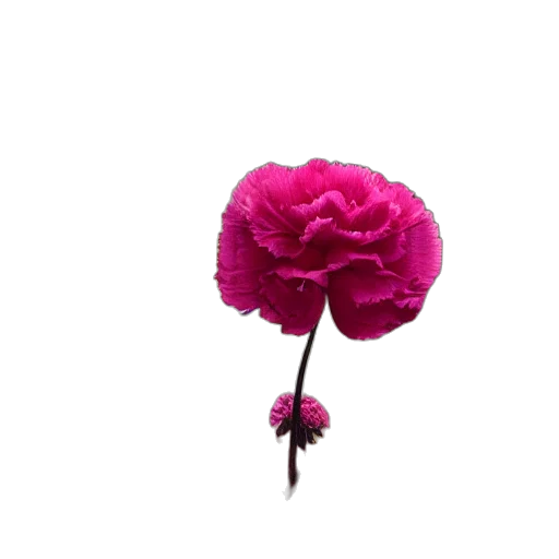 flower, crown, umbrella, hat, 3d render, photorealistic, pixel art, vaporwave transparent PNG cut-out