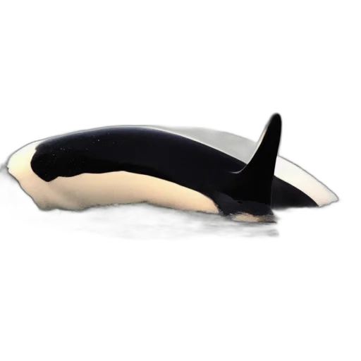 animal, creature, shoes, hat, 3d render, concept art, confused, orca transparent PNG cut-out