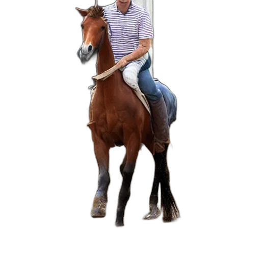 animal, creature, staff, hat transparent PNG cut-out
