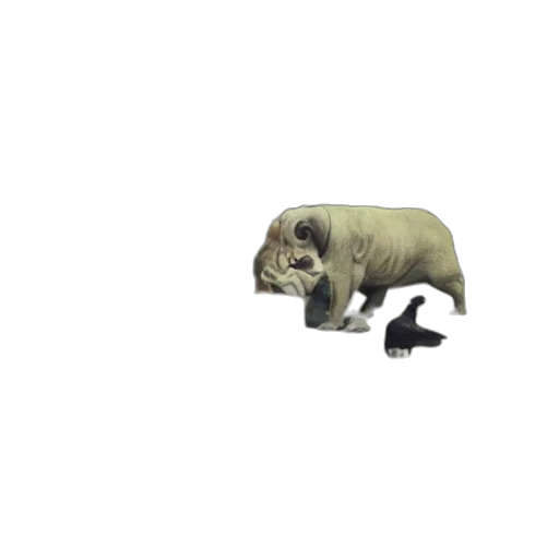 animal, creature, shoes, staff transparent PNG cut-out