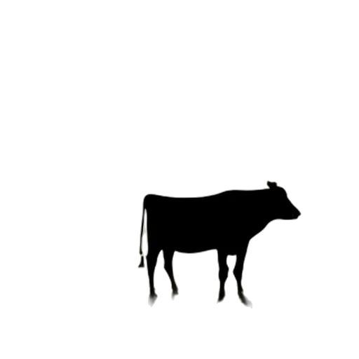 animal, food, jewelry, creature transparent PNG cut-out