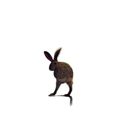 animal, creature, shoes, hat transparent PNG cut-out