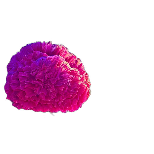 flower, crown, umbrella, hat, 3d render, photorealistic, vaporwave, concept art transparent PNG cut-out
