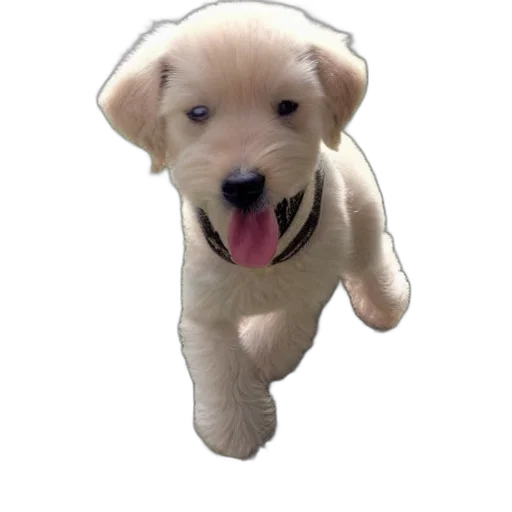 animal, creature, staff, 3d render transparent PNG cut-out