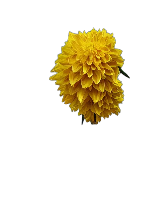 flower, crown, staff, hair, 3d render, photorealistic, oil painting, pixel art transparent PNG cut-out