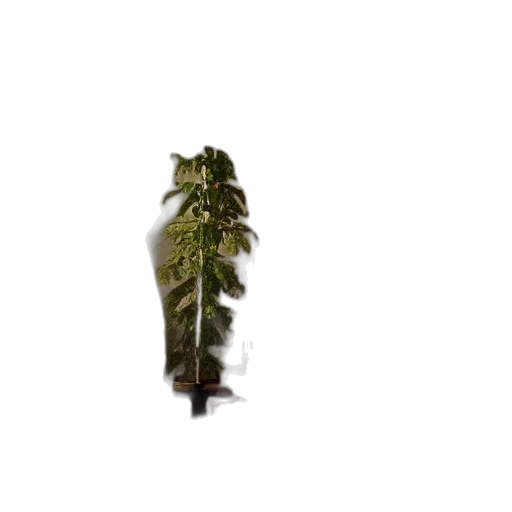 tree, weapon, staff, umbrella, concept art, 3d render, pixel art, photorealistic transparent PNG cut-out