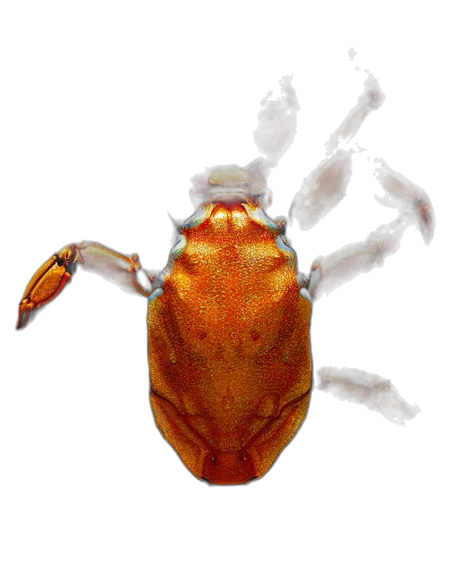 animal, creature, crown, mask transparent PNG cut-out
