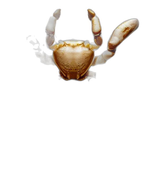 crown, animal, creature, mask transparent PNG cut-out