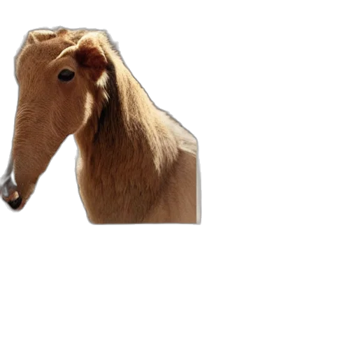 animal, hat, creature, hair, photorealistic, 3d render, concept art, animals transparent PNG cut-out