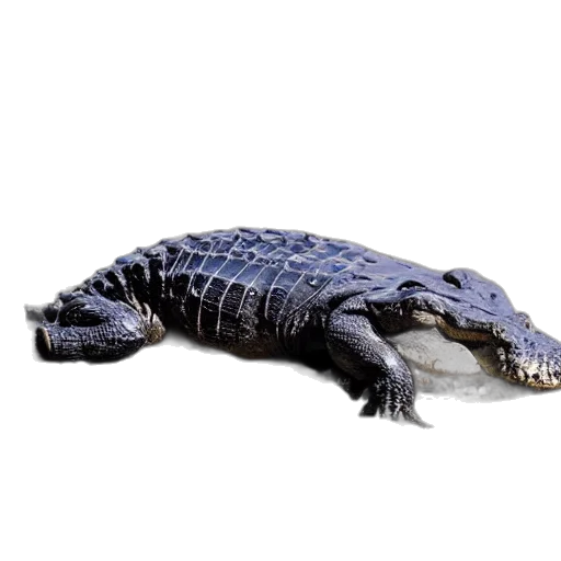 animal, dragon, creature, crown, photorealistic, 3d render, concept art, one transparent PNG cut-out