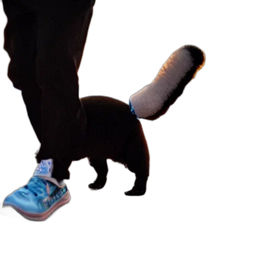shoes, staff, animal, creature transparent PNG cut-out