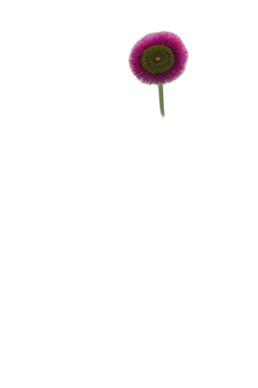 flower, staff, umbrella, weapon, photorealistic, 3d render, pixel art, concept art transparent PNG cut-out
