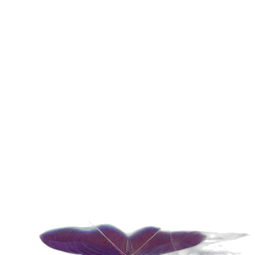 crown, flower, shoes, hat transparent PNG cut-out