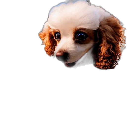 animal, creature, face, staff transparent PNG cut-out