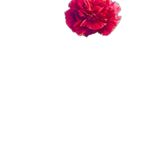 flower, crown, umbrella, jewelry transparent PNG cut-out