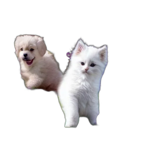 animal, creature, staff, food transparent PNG cut-out