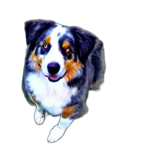 animal, staff, creature, face transparent PNG cut-out