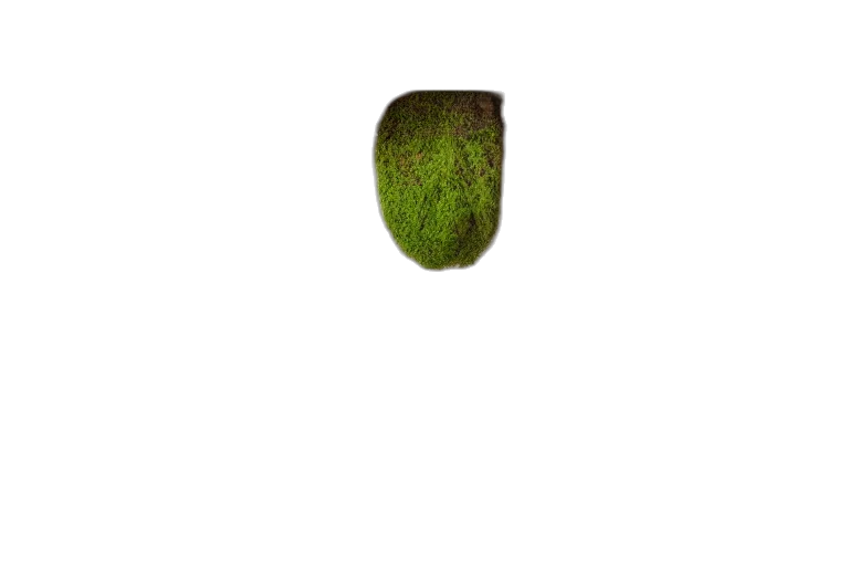 tree, food, hat, hair, photorealistic, pixel art, 3d render, concept art transparent PNG cut-out