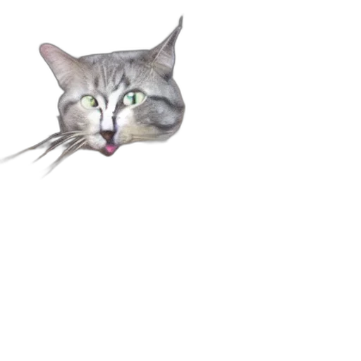 animal, creature, face, staff transparent PNG cut-out