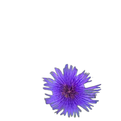 flower, crown, hair, umbrella, 3d render, photorealistic, vaporwave, blue transparent PNG cut-out