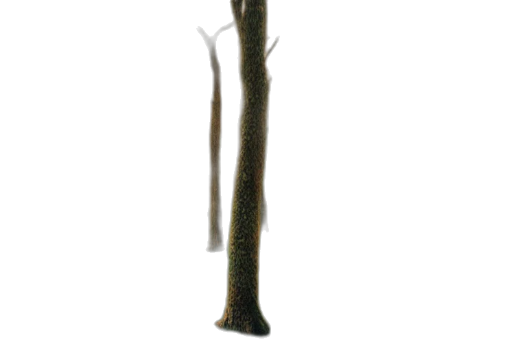 staff, tree, sword, weapon, concept art, 3d render, photorealistic, fantasy art transparent PNG cut-out
