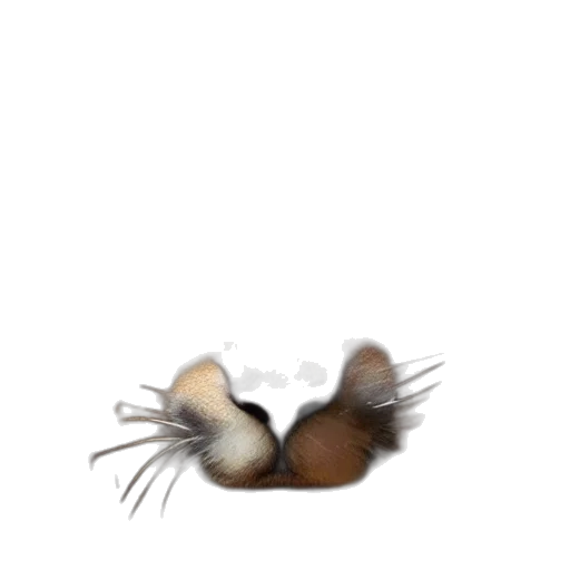 hair, shoes, hat, animal transparent PNG cut-out