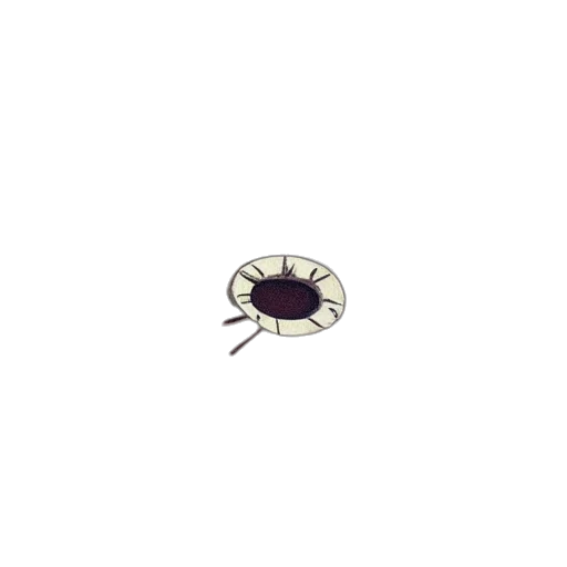 creature, jewelry, animal, hat transparent PNG cut-out