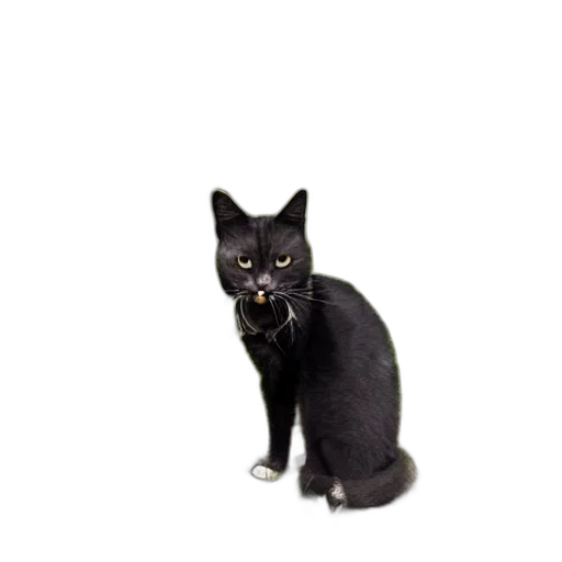 animal, staff, creature, face transparent PNG cut-out