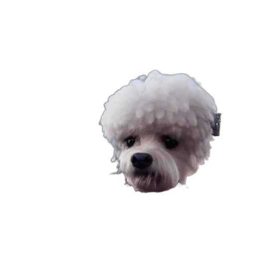 animal, face, creature, hair transparent PNG cut-out