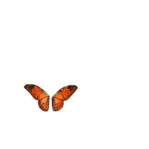 animal, creature, flower, shoes transparent PNG cut-out