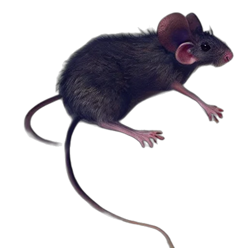 animal, hat, creature, staff, concept art, 3d render, photorealistic, mouse transparent PNG cut-out