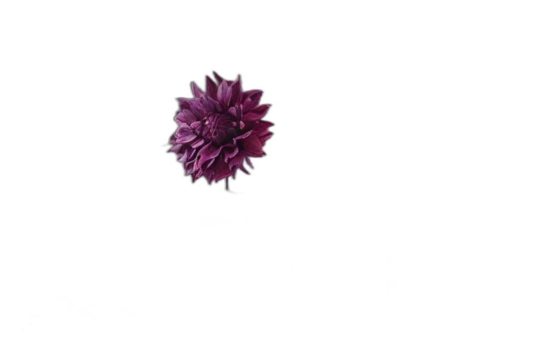 flower, crown, jewelry, hair, 3d render, photorealistic, pixel art, concept art transparent PNG cut-out