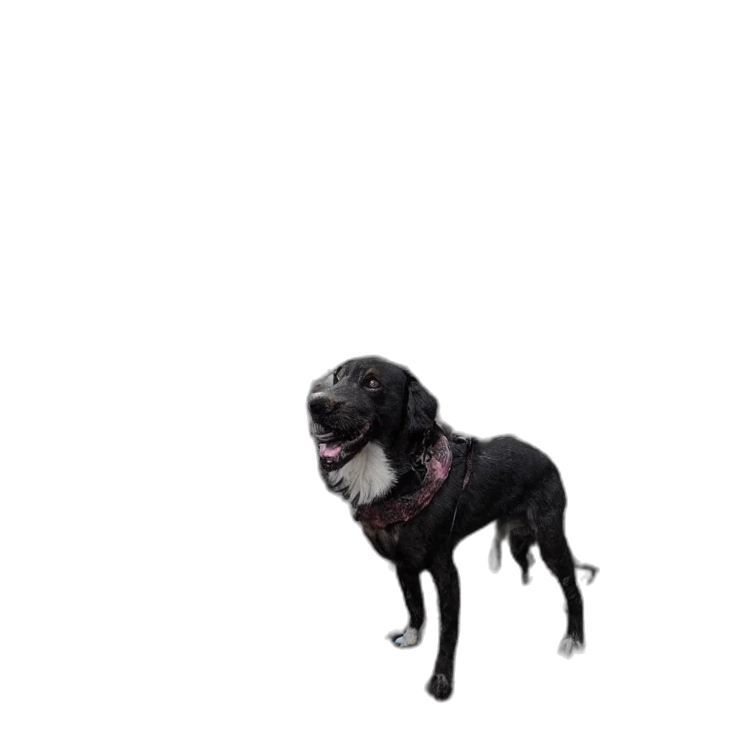 animal, creature, staff, dragon transparent PNG cut-out