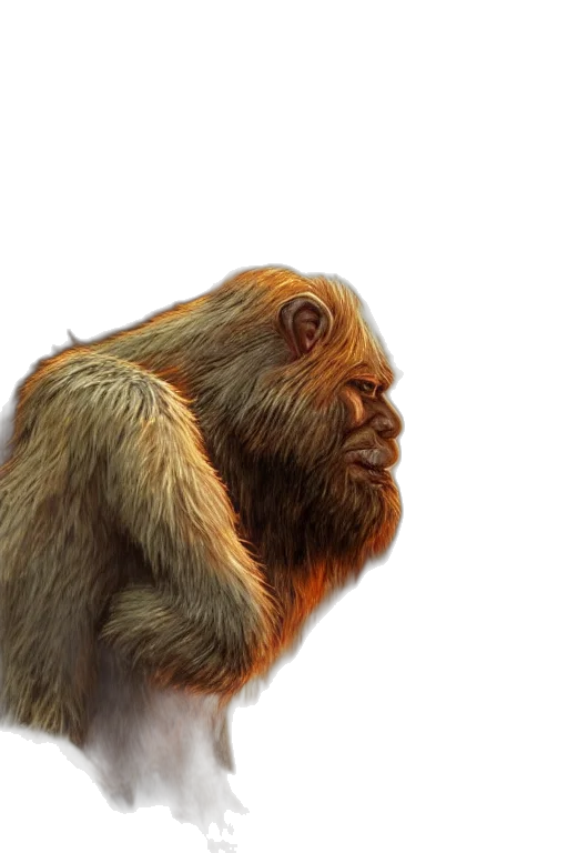 animal, creature, face, hair transparent PNG cut-out