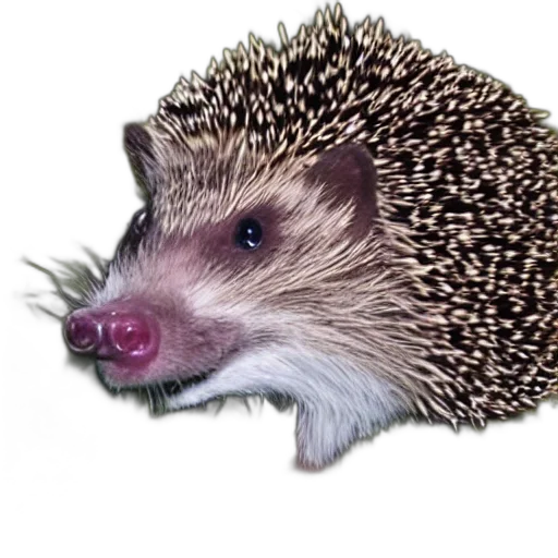 animal, creature, staff, food transparent PNG cut-out