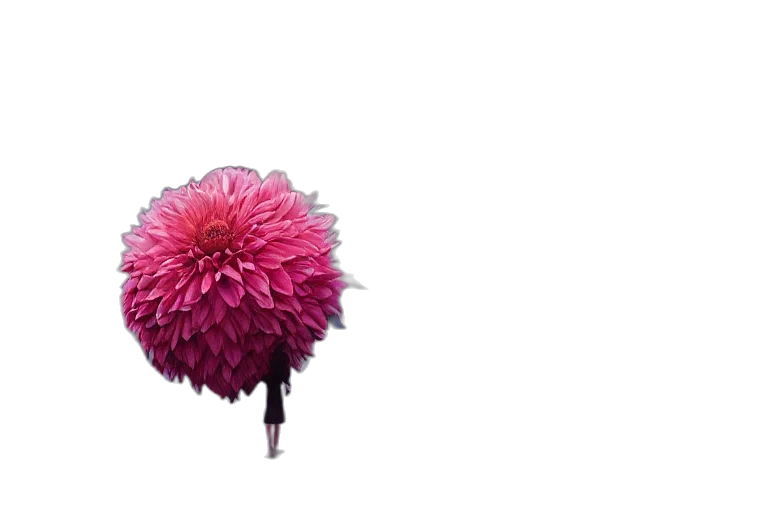 flower, umbrella, crown, hair, 3d render, photorealistic, concept art, pixel art transparent PNG cut-out