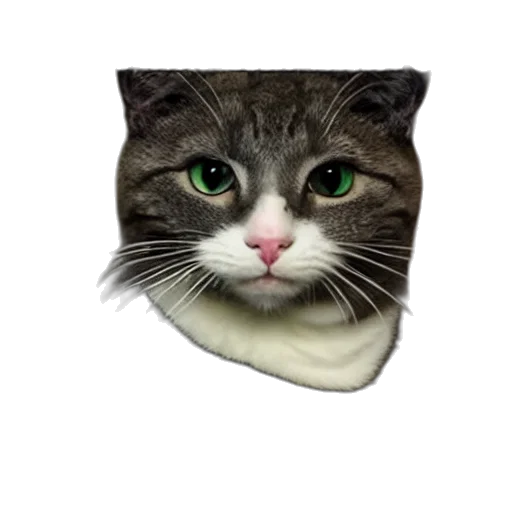 animal, hat, face, creature transparent PNG cut-out