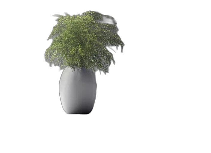 tree, hair, crown, hat transparent PNG cut-out