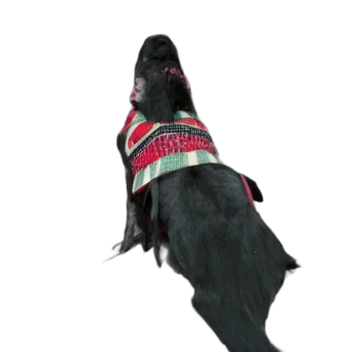 animal, hat, staff, creature transparent PNG cut-out